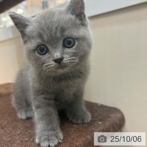 ブリティッシュショートヘアの写真