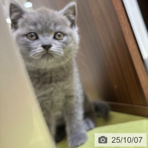 ブリティッシュショートヘアの写真