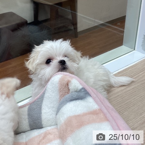 マルチーズの写真