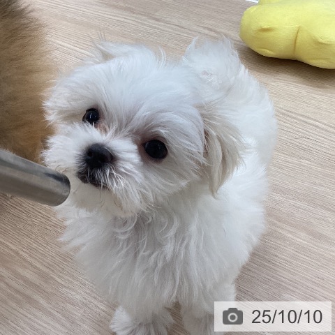 マルチーズの写真