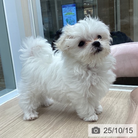 マルチーズの写真