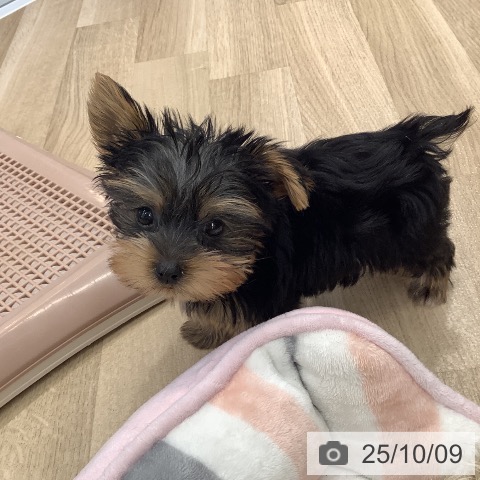 ヨークシャー・テリアの写真