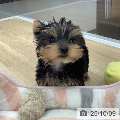 ヨークシャー・テリアの写真