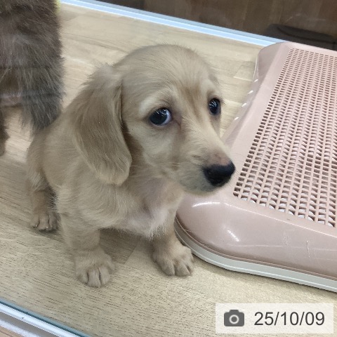 ミニチュア・ダックスフンドの写真