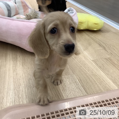 ミニチュア・ダックスフンドの写真