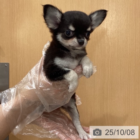 チワワの写真