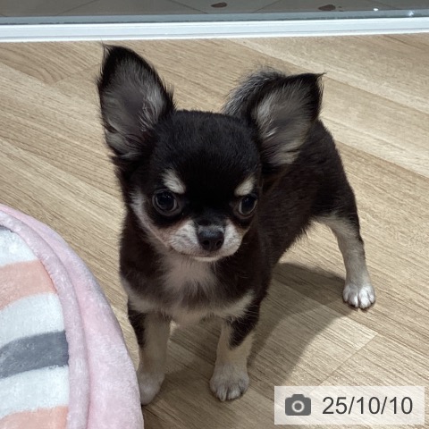 チワワの写真