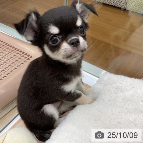 チワワの写真