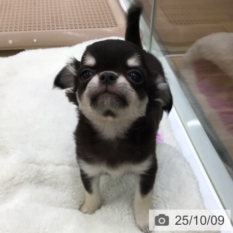 チワワの写真