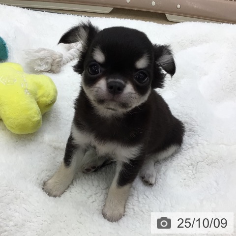 チワワの写真