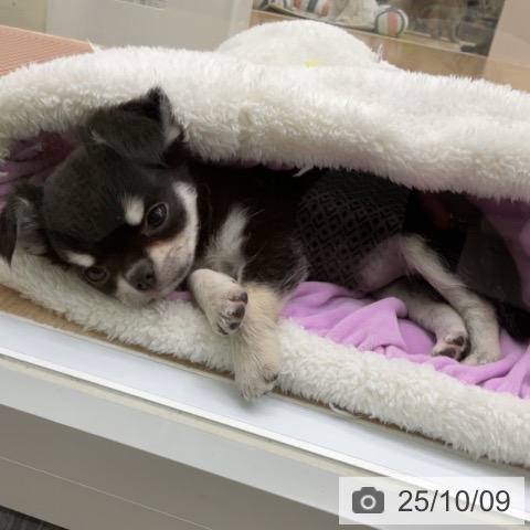 チワワの写真