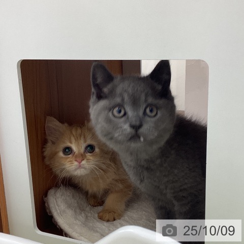 ラガマフィンの写真