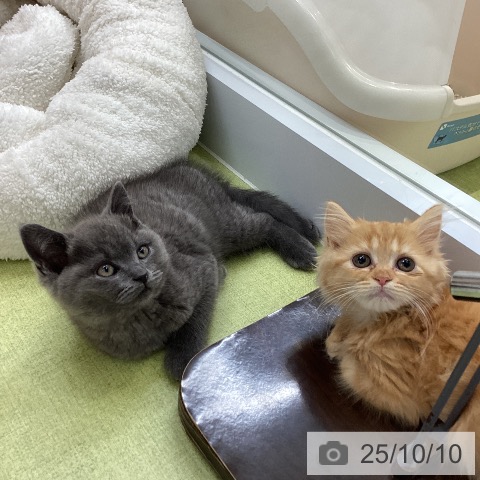 ラガマフィンの写真