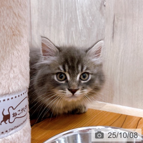 ラガマフィンの写真