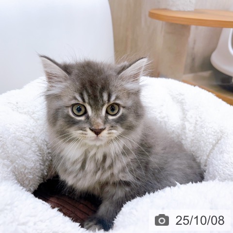 ラガマフィンの写真