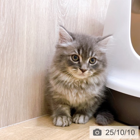 ラガマフィンの写真