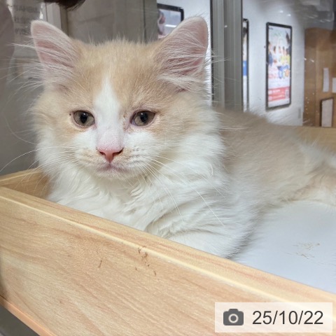 ラガマフィンの写真