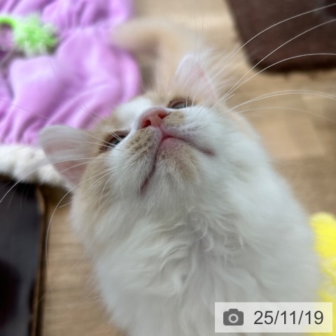 ラガマフィンの写真