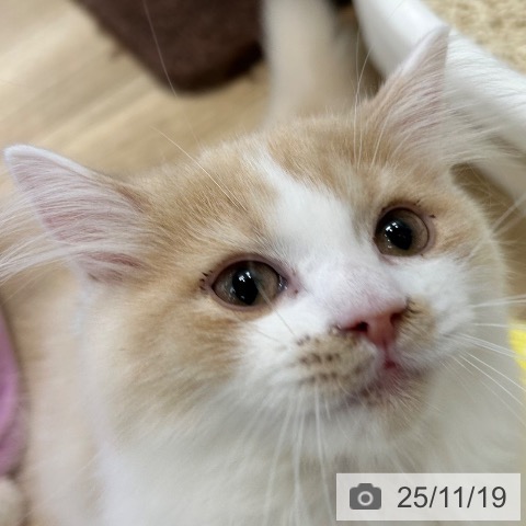 ラガマフィンの写真