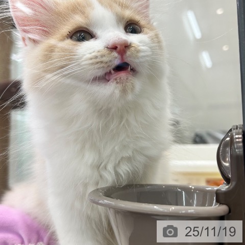 ラガマフィンの写真