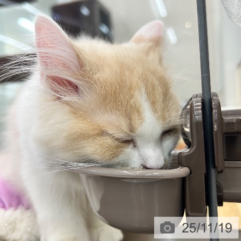 ラガマフィンの写真