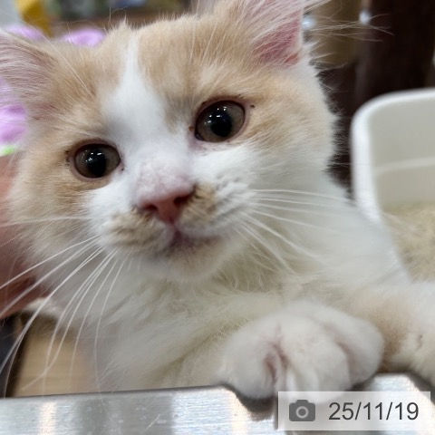 ラガマフィンの写真