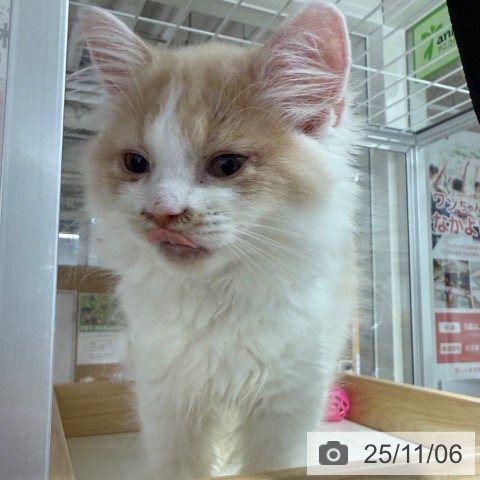 ラガマフィンの写真