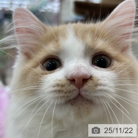 ラガマフィンの写真