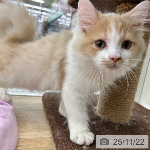 ラガマフィンの写真