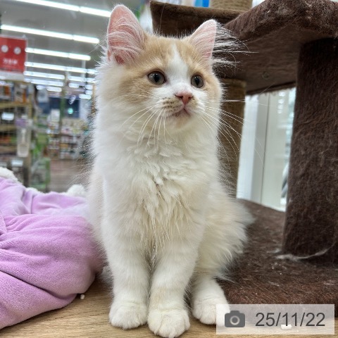 大阪府のラガマフィン (ペットプラス 松原店/2025年8月7日生まれ/男の子/クリームホワイト)の子猫の4枚目の画像