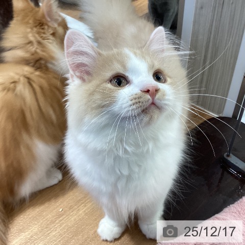 大阪府のラガマフィン (ペットプラス りんくう泉南店/2025年8月7日生まれ/男の子/クリームホワイト)の子猫の4枚目の画像