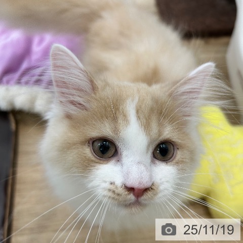 大阪府のラガマフィン (ペットプラス 松原店/2025年8月7日生まれ/男の子/クリームホワイト)の子猫の3枚目の画像
