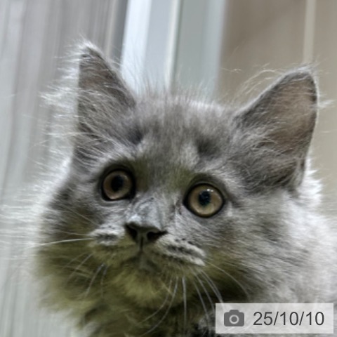 ラガマフィンの写真