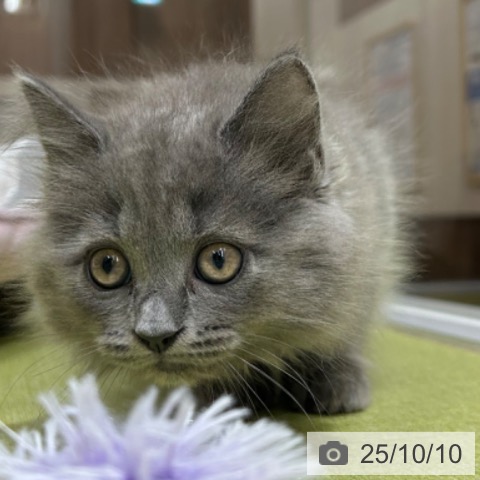 ラガマフィンの写真