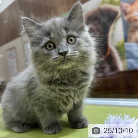 ラガマフィンの写真