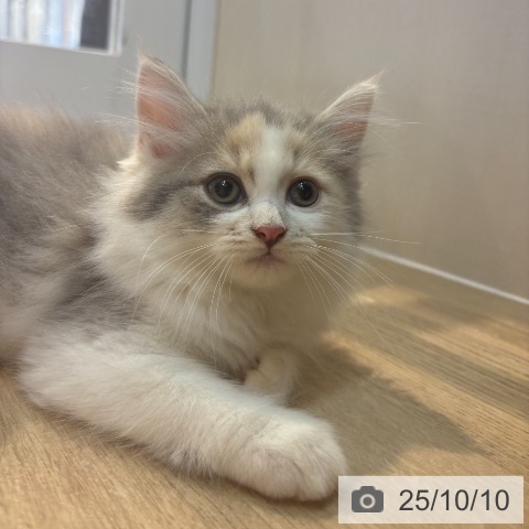 ラガマフィンの写真