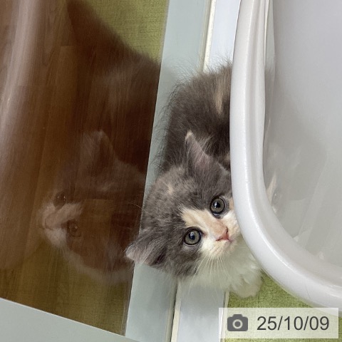 ラガマフィンの写真