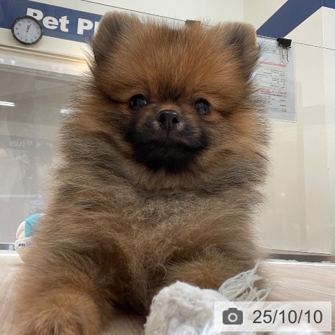 ポメラニアンの写真