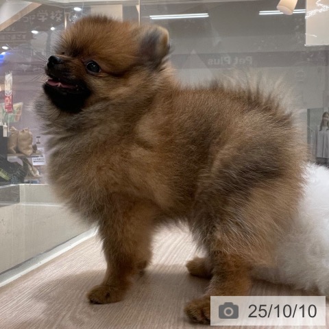 ポメラニアンの写真