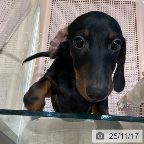 ミニチュア・ダックスフンドの写真