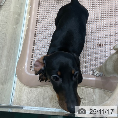 ミニチュア・ダックスフンドの写真