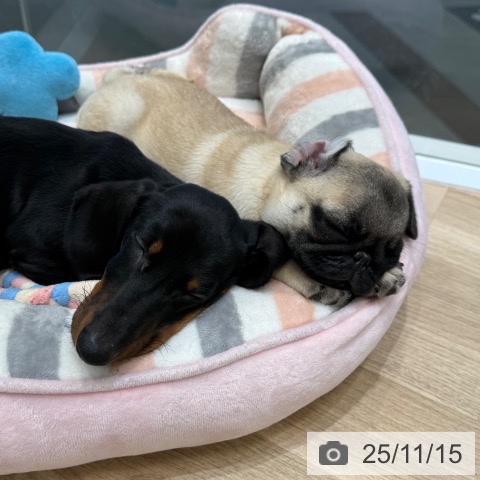 ミニチュア・ダックスフンドの写真