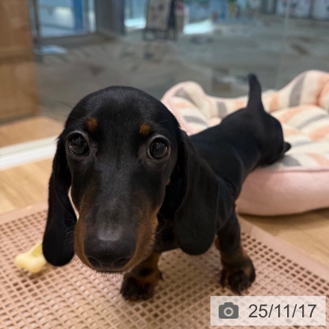 ミニチュア・ダックスフンドの写真