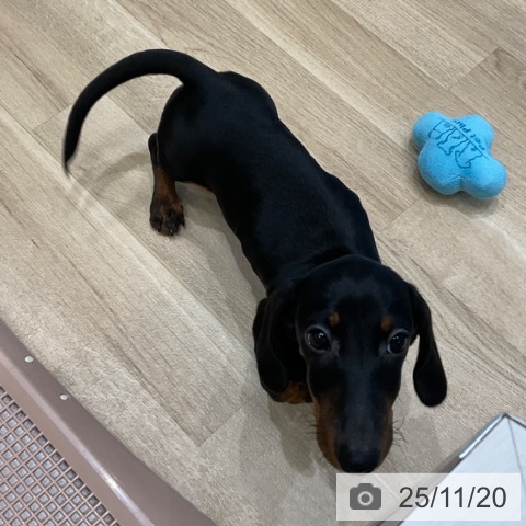 ミニチュア・ダックスフンドの写真