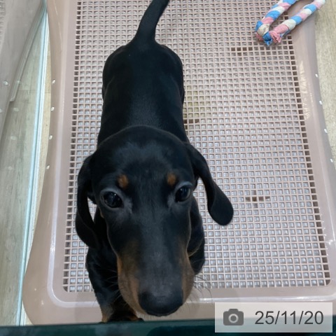 ミニチュア・ダックスフンドの写真