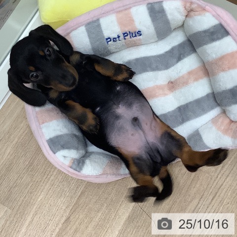 ミニチュア・ダックスフンドの写真