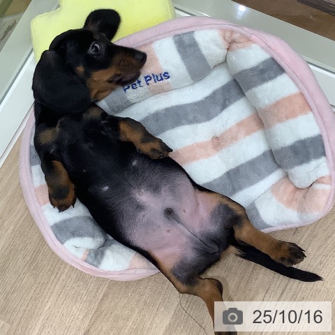 ミニチュア・ダックスフンドの写真