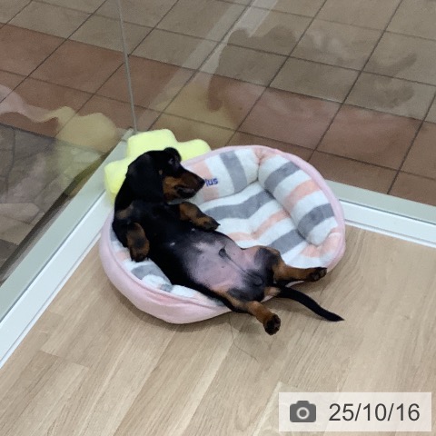 ミニチュア・ダックスフンドの写真