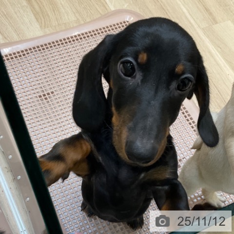 ミニチュア・ダックスフンドの写真