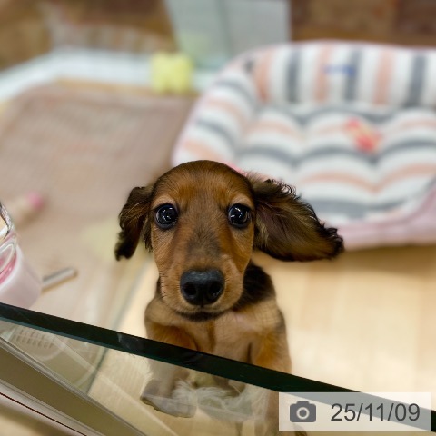 カニーンヘン・ダックスフンドの写真